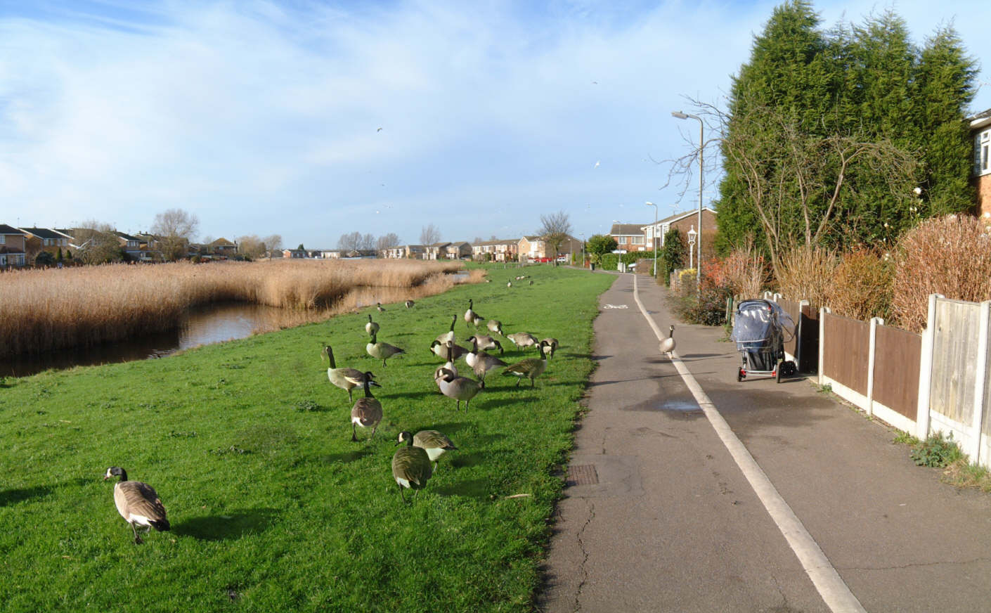 Canvey Lake and Geese