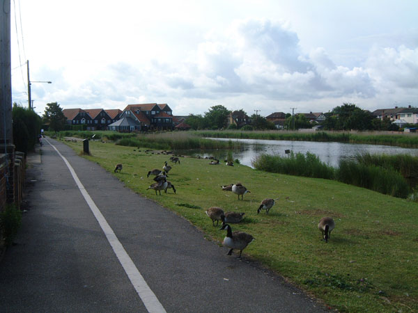 Oysterfleet Hotel and Canada Geese