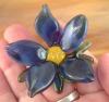 Blue boro flower