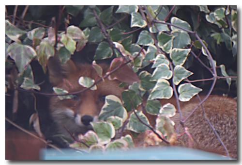 Fox on Shed Roof: A garden fox atop my parents shed roof.