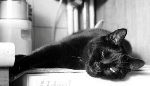 Relaxation: Nancy the cat sunning herself on the boiler.