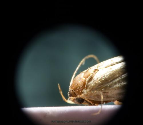 Moth Head: A side view of a moth&amp;#039;s head.