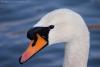 Mute Swan Head Close-up: A close-up of the head of a Mute Swan.