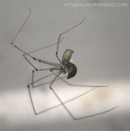 Spider Eating Weevil