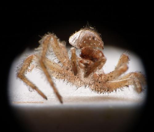 Spider Skin: A macro photo of some spider skin.