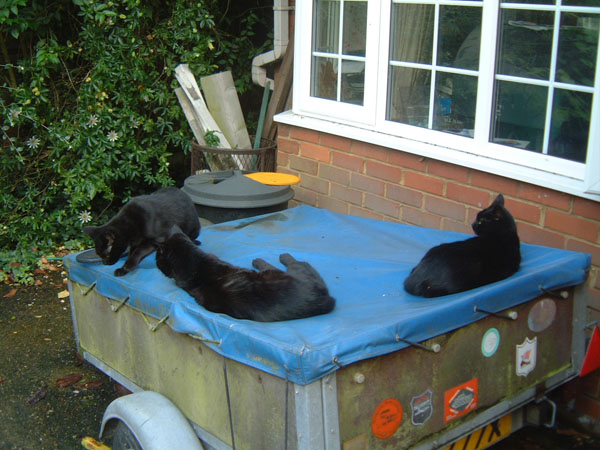 Cats on trailer